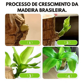 Madeira Brasil Planta da Sorte + Monge de Brinde (COMPRE 1 LEVE 2)
