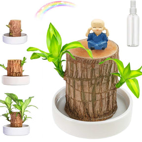 Madeira Brasil Planta da Sorte + Monge de Brinde (COMPRE 1 LEVE 2)