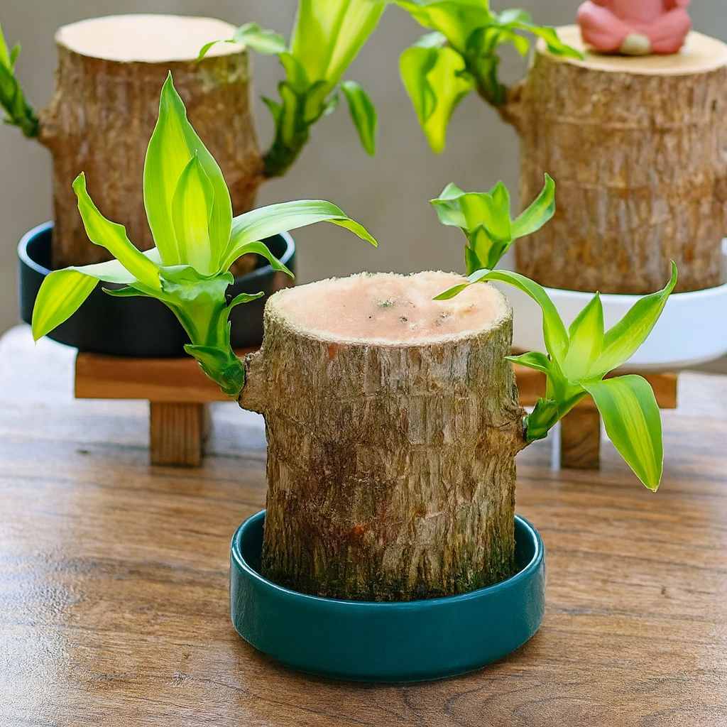 Madeira Brasil Planta da Sorte + Monge de Brinde (COMPRE 1 LEVE 2)