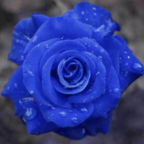 Rosa Encantada Azul💙